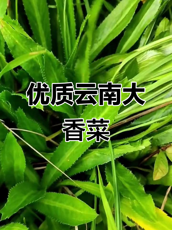 云南大香菜,芫荽中的极品!