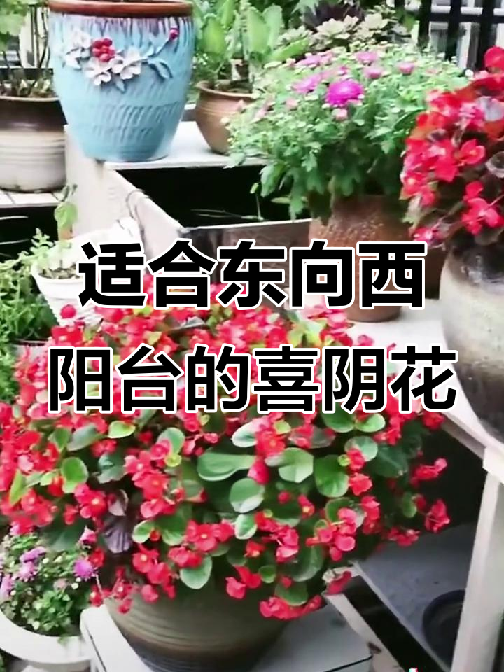东西向阳台适合养的29种半阴花卉,打造美丽小花园