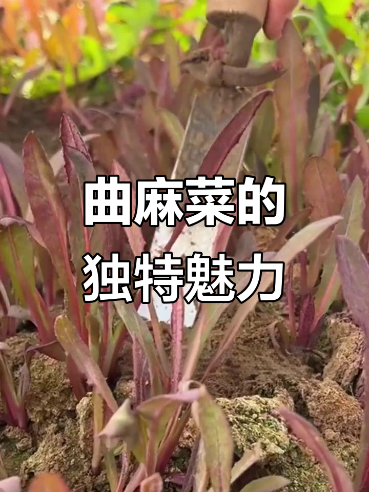 曲麻菜:苦中带脆,营养价值堪比蒲公英
