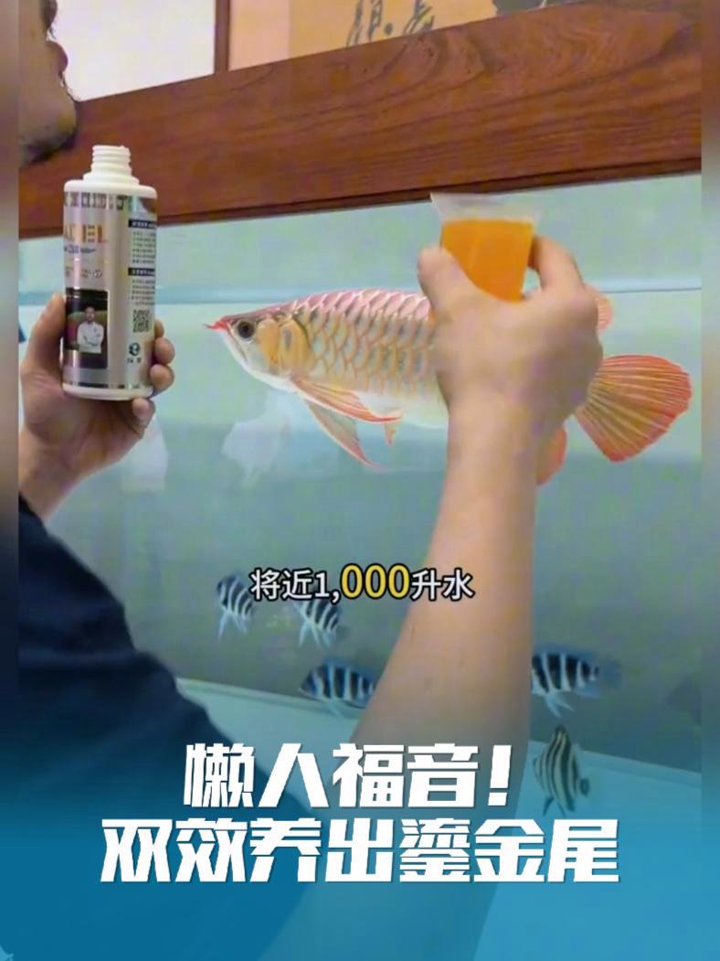 懒人福音!双效养出鎏金尾 无需复杂操作,科学配比维生素D3+E,鳞片硬亮如铠,尾鳍生长提速