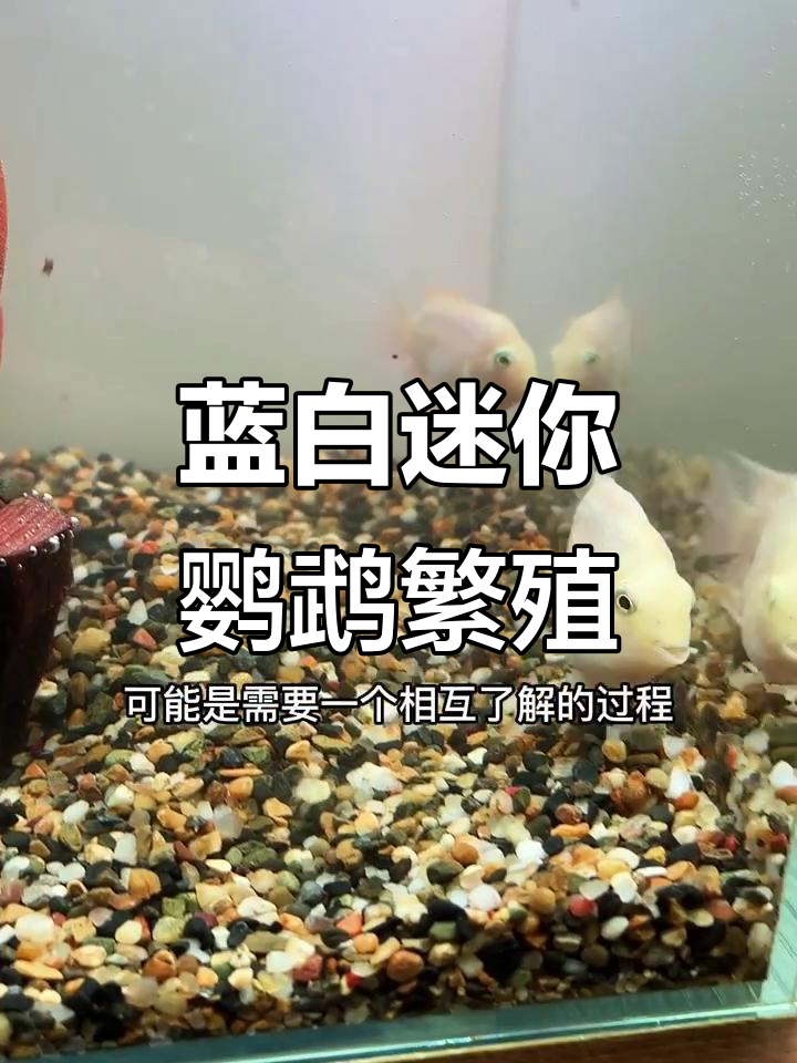 蓝色和白色迷你鹦鹉鱼能生出什么颜色的小生命?