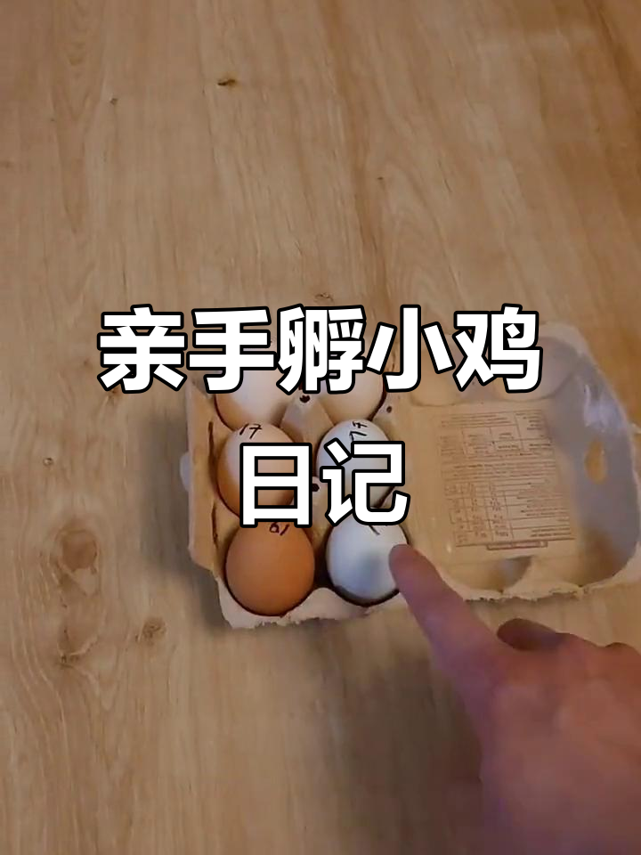 小鸡孵化全过程,记录温度与翻蛋技巧