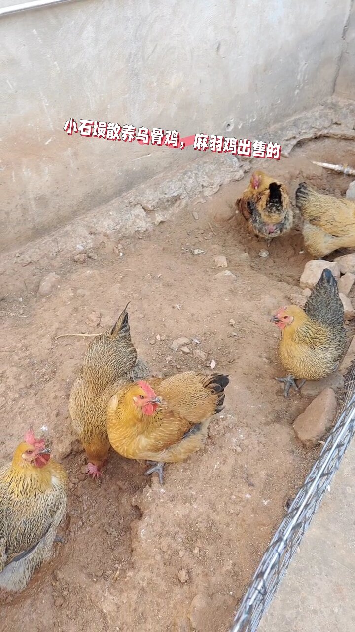 清远麻鸡土鸡概括体型特征可概括为一楔二细三麻身清远鸡自然生长