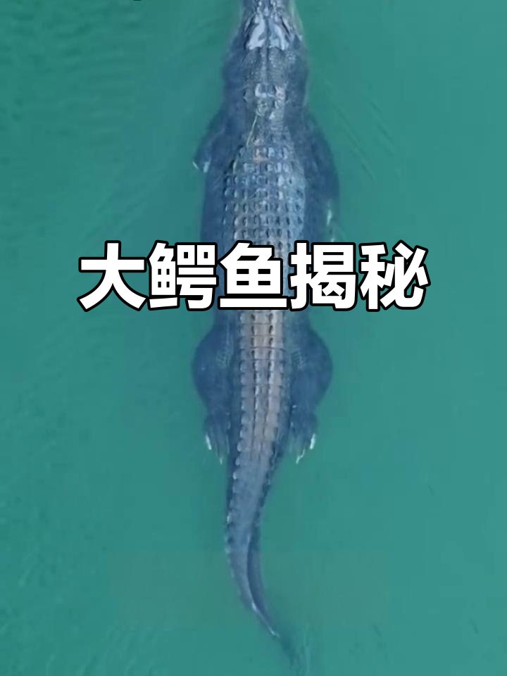 全球最大鳄鱼，第一名震撼登场！
