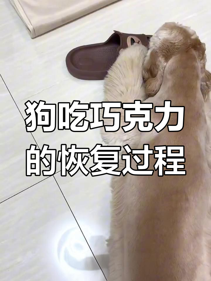 狗狗误食巧克力蛋糕后疯狂转圈,腹泻康复过程揭秘