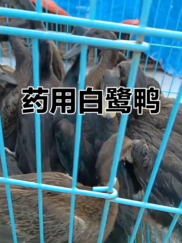 白鹭鸭:珍稀药用品种