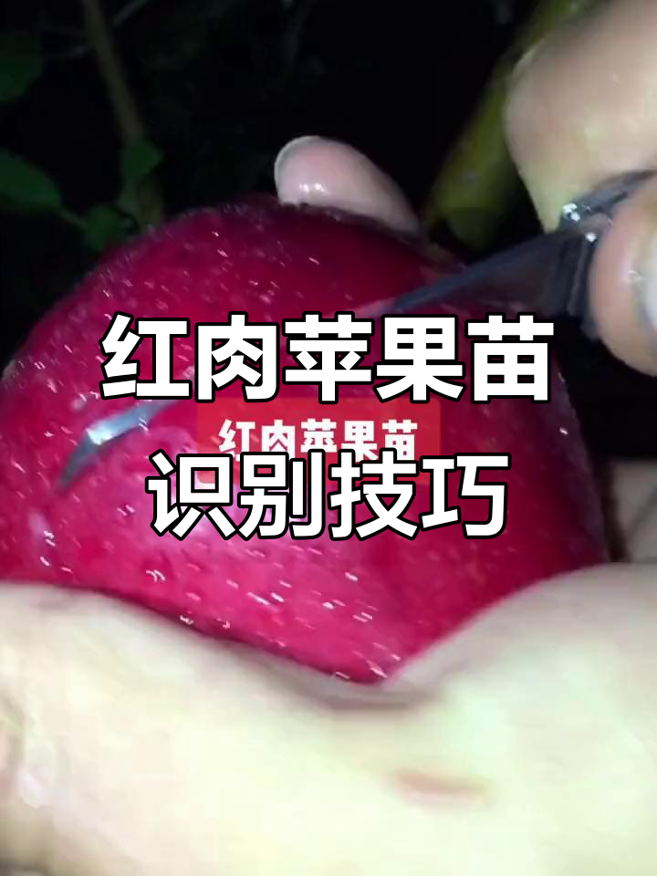 如何辨别红肉苹果苗的特征,枝干暗红色是关键