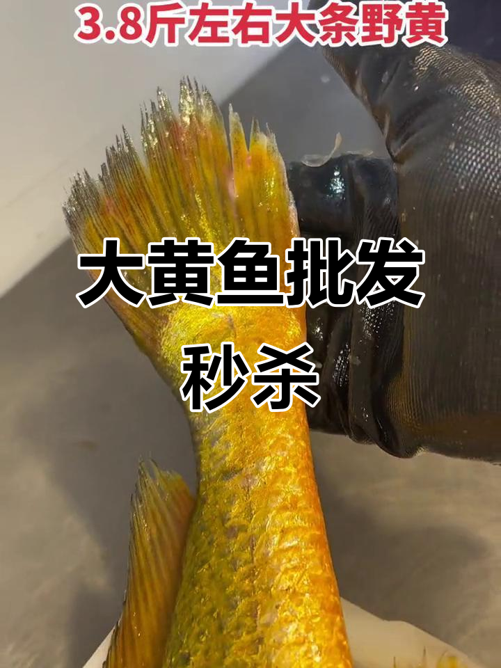 野生大黄鱼大条鲜货,4斤左右超值批发秒杀