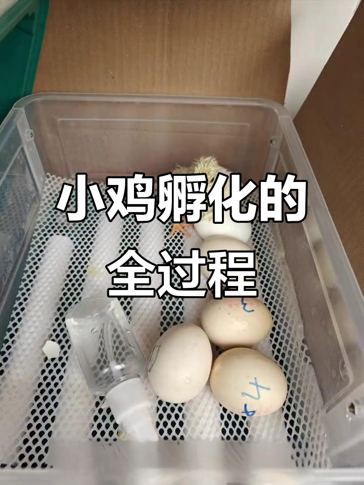 孵化小鸡的成长历程:从冻蛋到满月的艰辛与奇迹