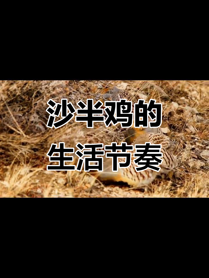 沙半鸡的作息规律,早晚觅食,中午晒太阳