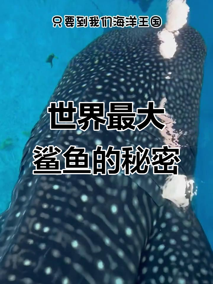 世界上最大的鲨鱼,背上白点像银河系一样美丽