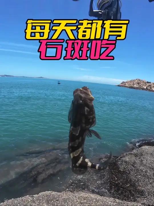 最近的石斑鱼很多啊