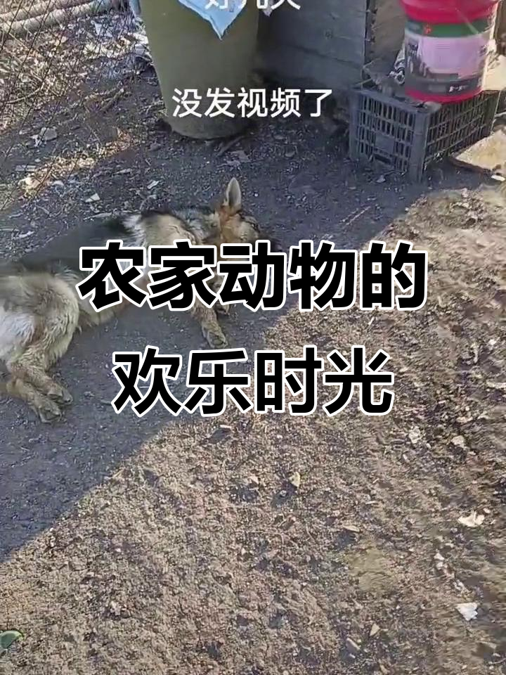 小牛、小猪和鸡鸭的农家生活，看看这些可爱动物们的日常