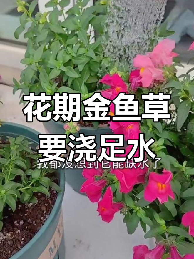 金鱼草花期需水,别忘了浇水保持湿润