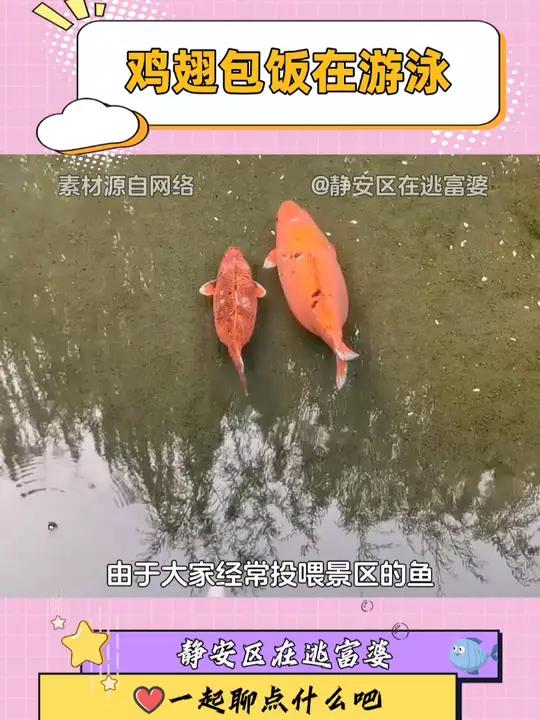 见锦鲤者好运