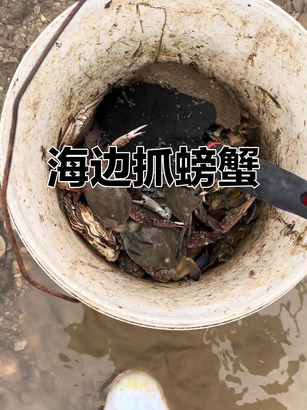 赶海抓螃蟹,意外发现花甲和生蚝!