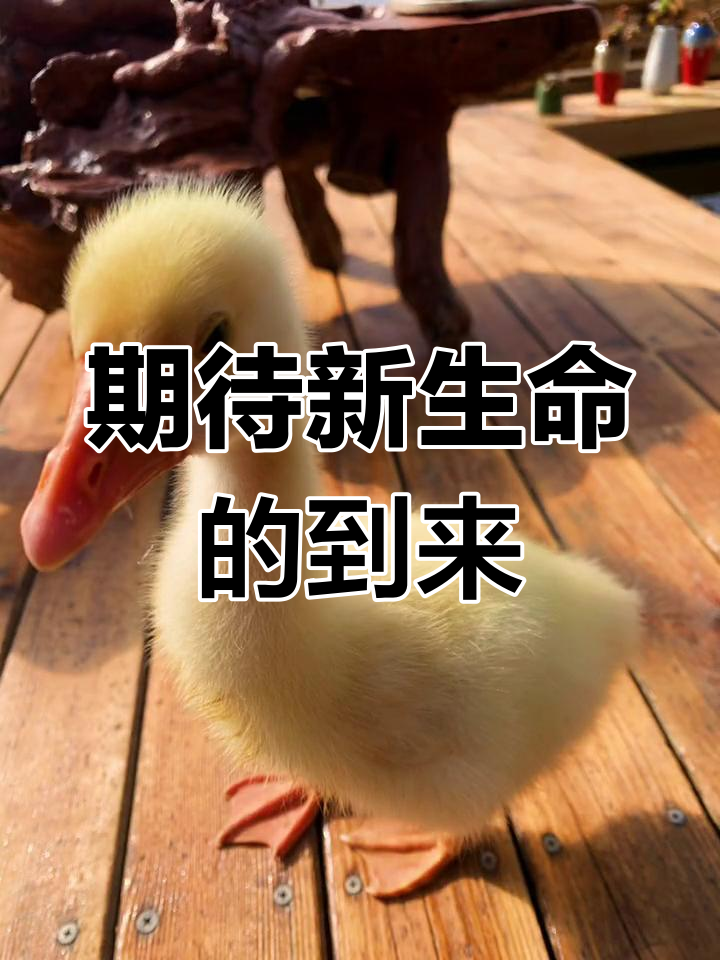 孵化的第九天,番鸭蛋受精率不高,期待小生命破壳