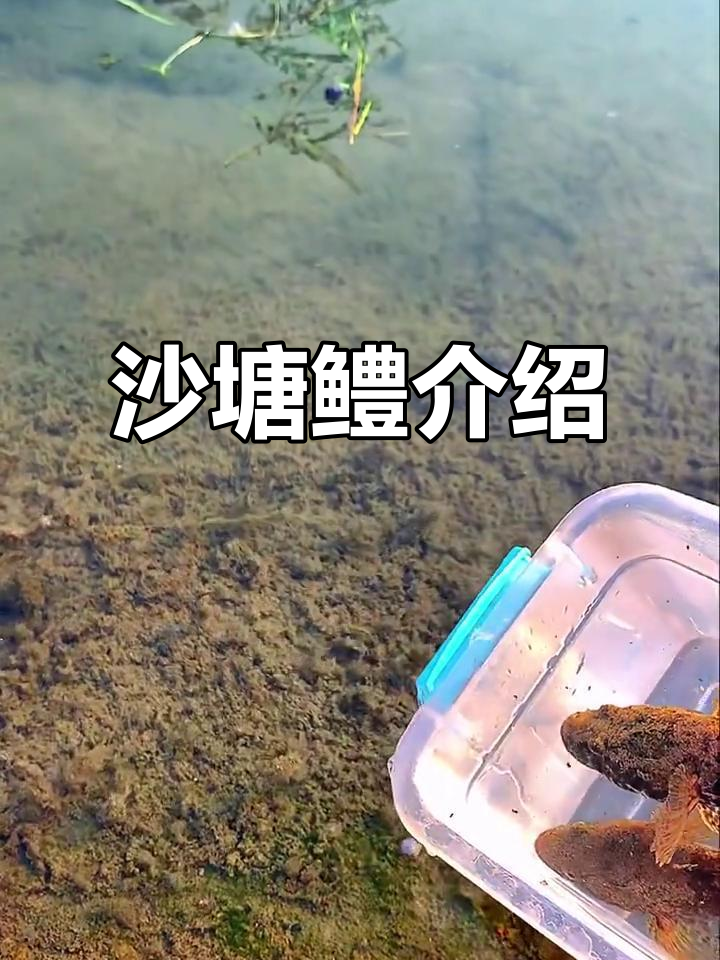 沙塘鳢:一种独特的鲈形目鱼类,了解其特点