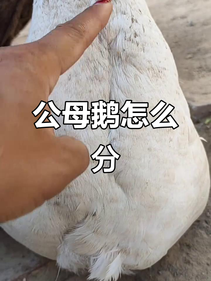 分辨公母鹅,看这些特征就够了