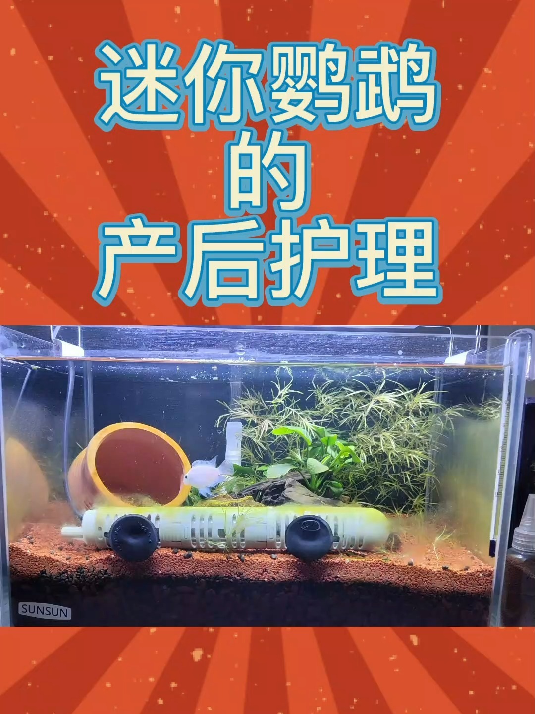 「初一」迷你鹦鹉从产卵到孵化一周全程记录