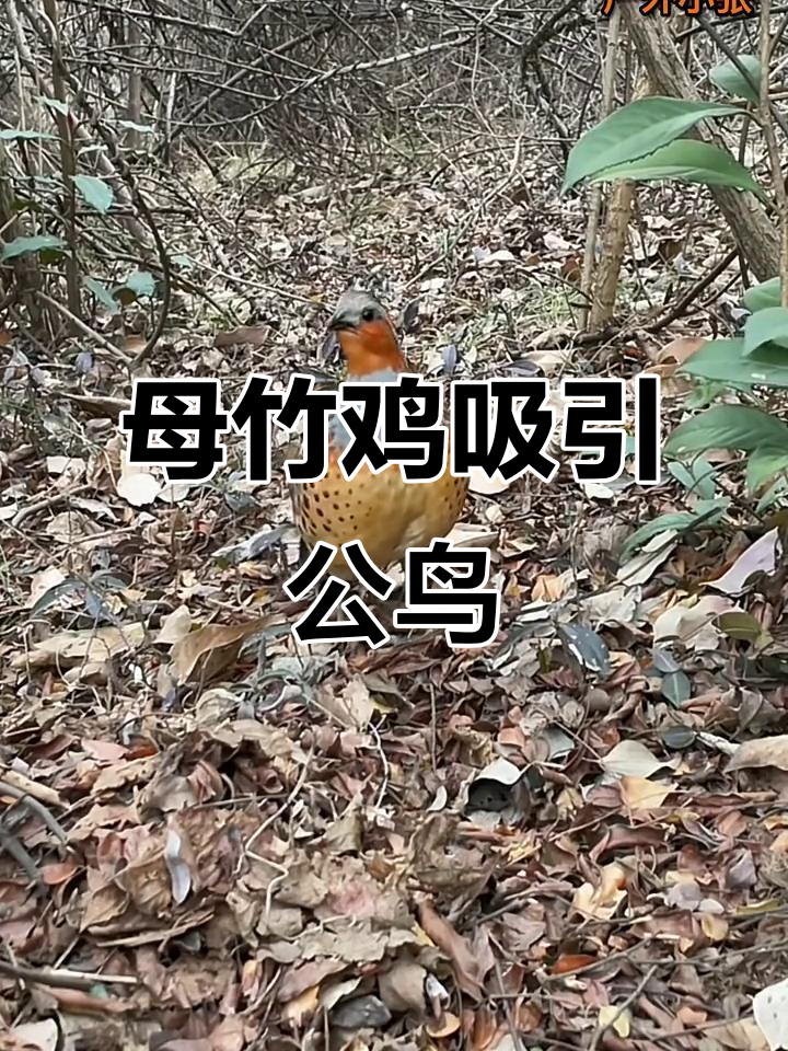 母竹鸡引诱单公,展现自然魅力