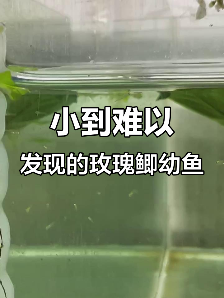 玫瑰鲫幼鱼竟然这么小,繁殖能力超乎想象