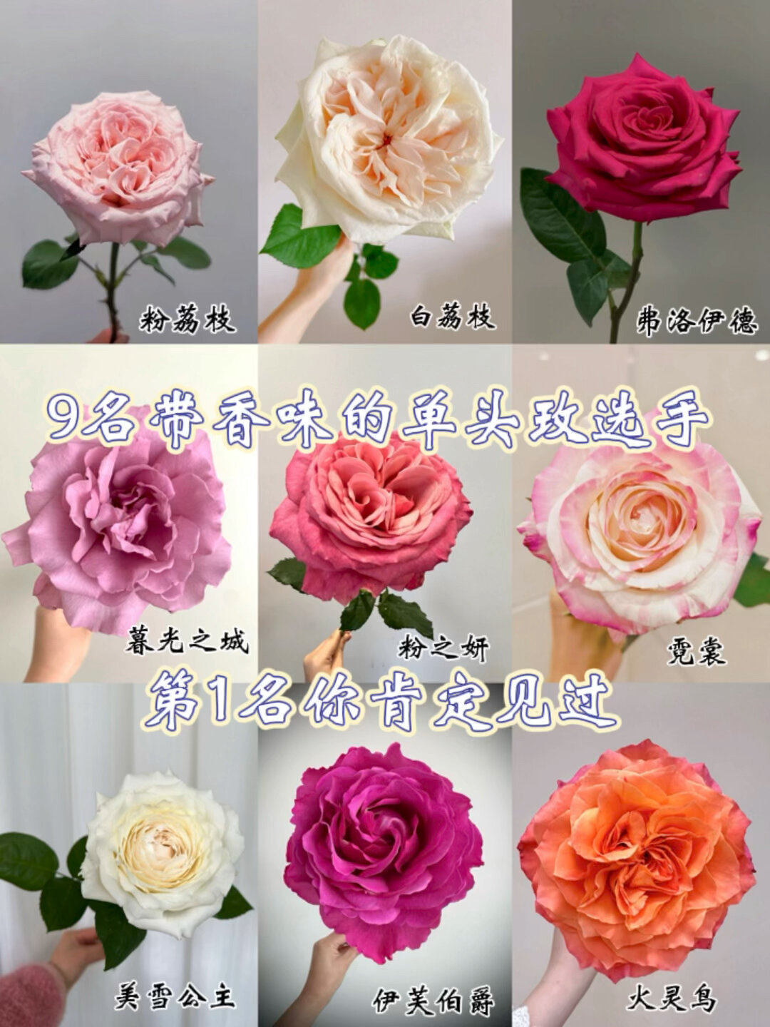 9种带香味的单头玫瑰,第一名你一定见过