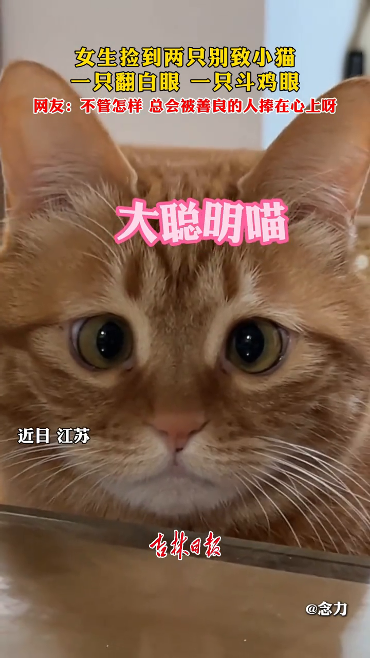 女生捡到两只别致小猫,一只翻白眼 一只斗鸡眼