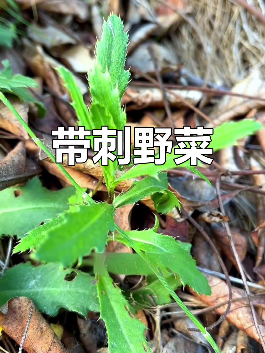 刺儿菜,带刺的野味,你尝过吗?