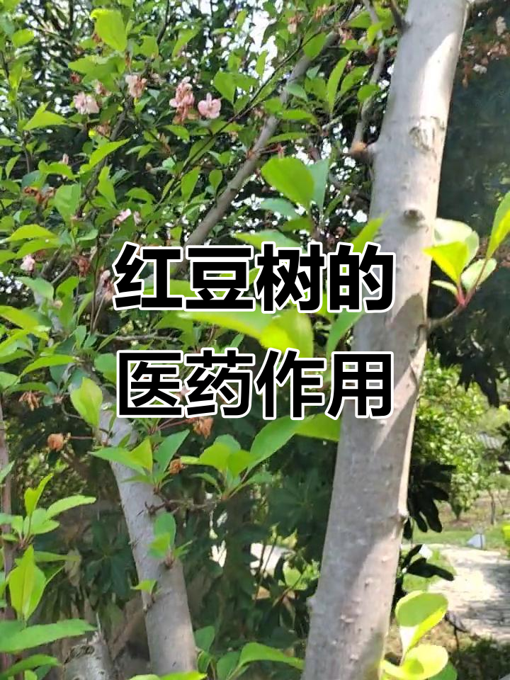 红豆树的药用价值与功效揭秘