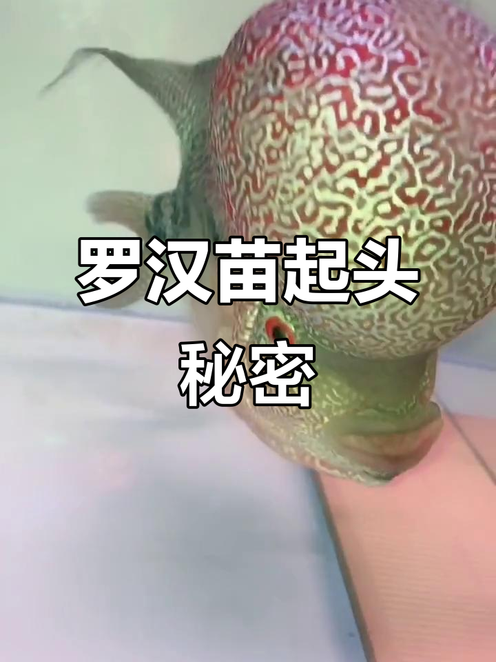 今晚八点,揭秘罗汉苗起头秘诀!基因与后天因素全解析