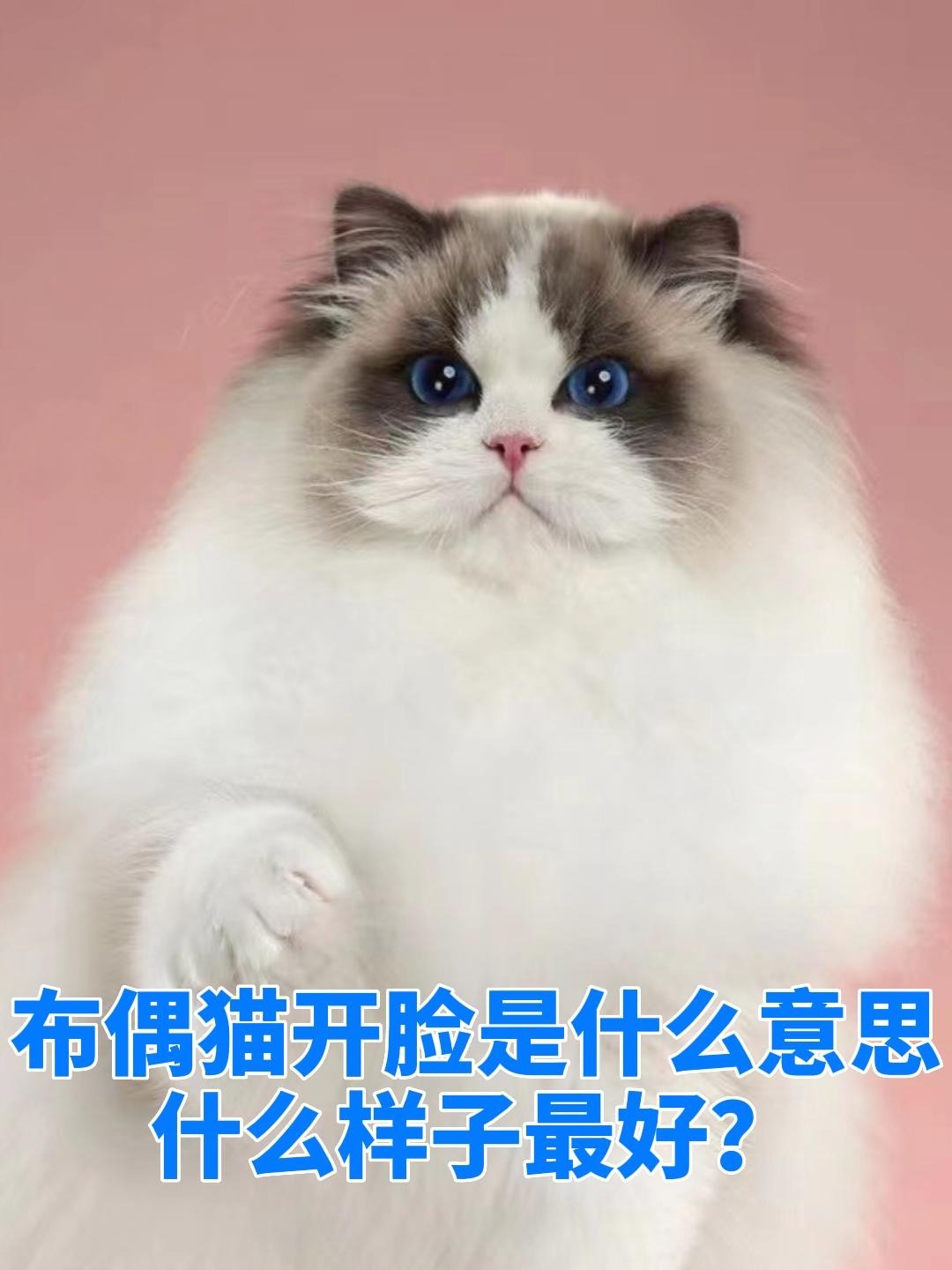 布偶猫开脸是什么意思