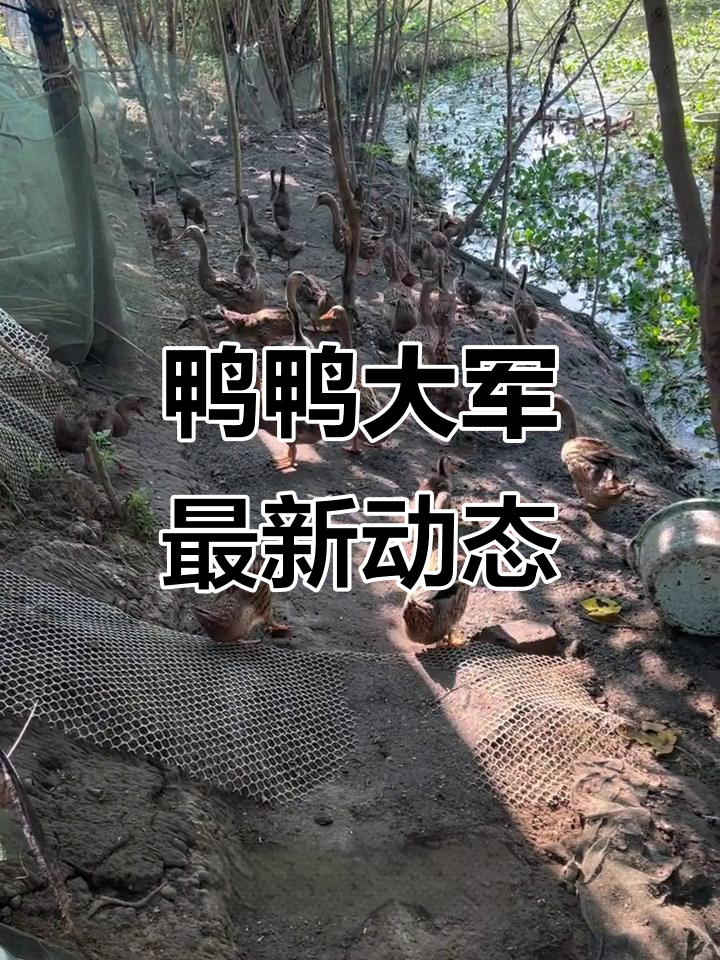 鸭群近况大揭秘:公母分开,小鸭子们也长大了