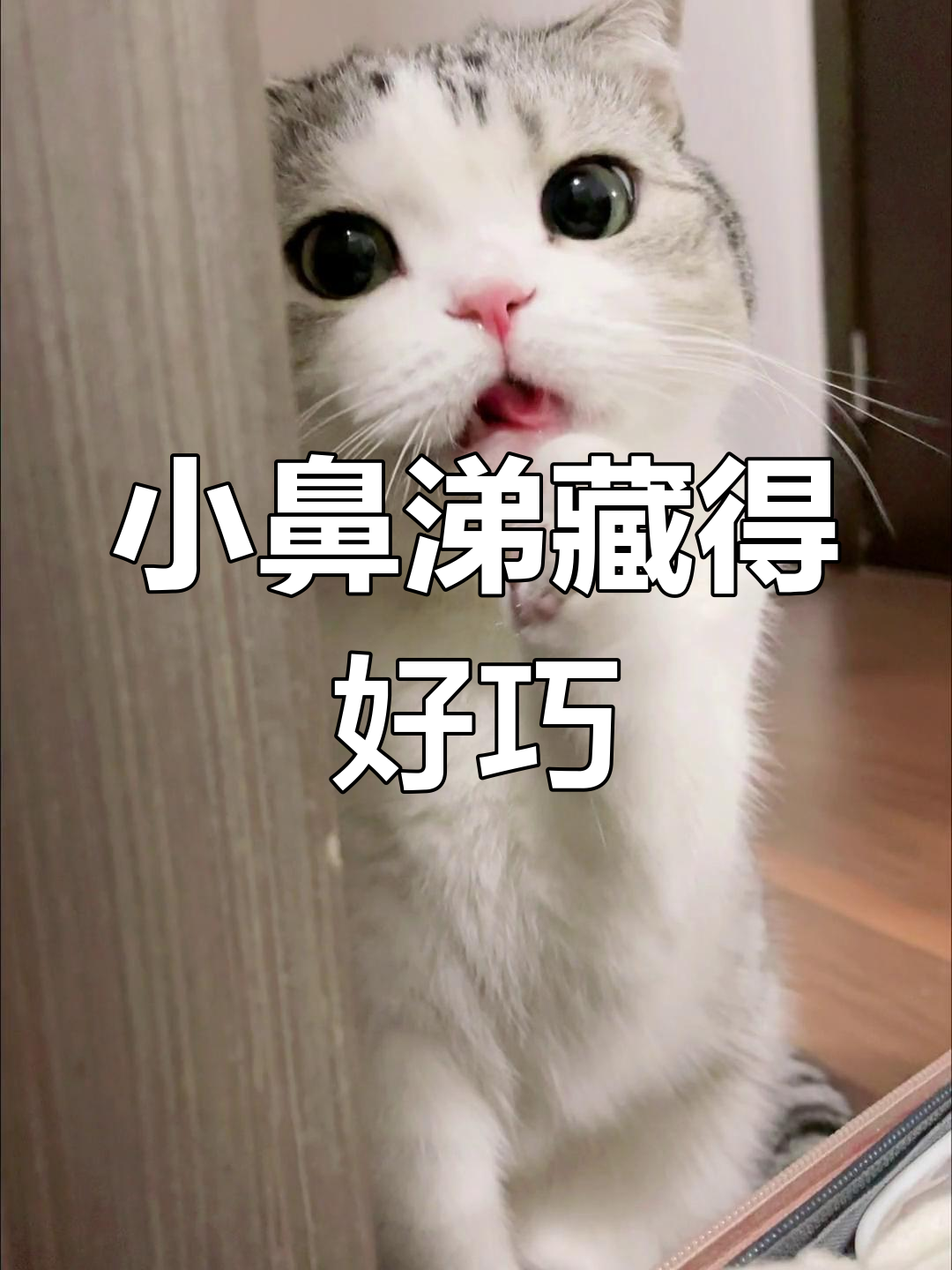 泡芙的小鼻涕被巧妙隐藏,妈妈忍不住分享可爱照片