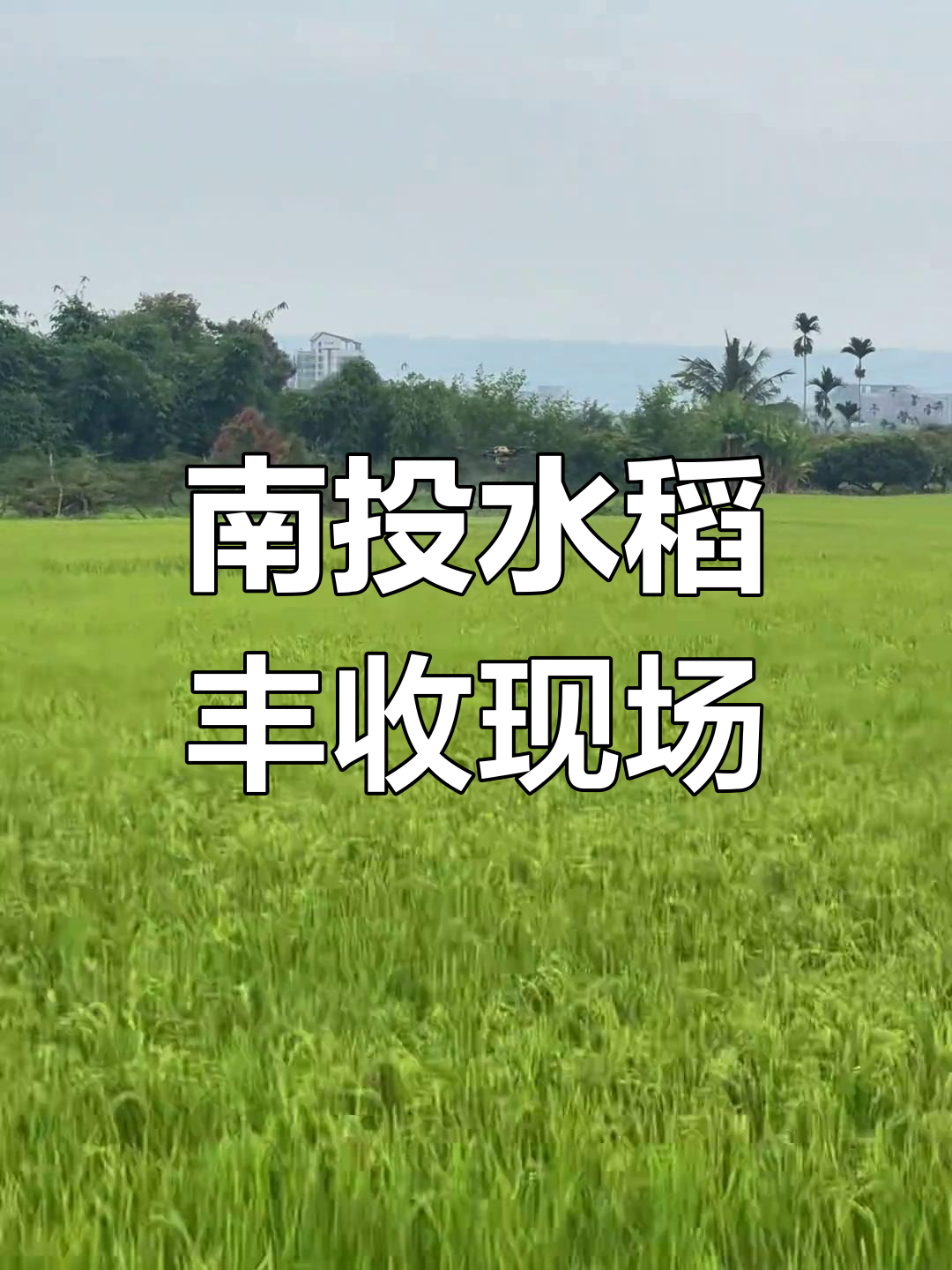 湖北油菜割晒机生产厂家,动力强劲直接挂接拖拉机