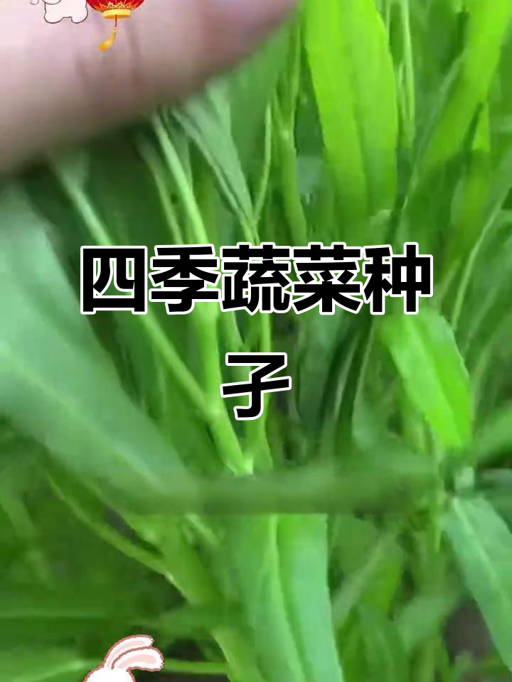小叶空心菜,四季种植,阳台盆栽或大田皆宜