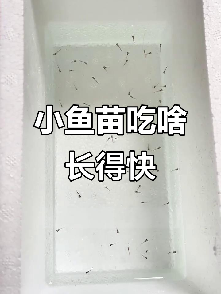 孔雀鱼小鱼苗吃什么能快速成长?这些食物让它们更健康