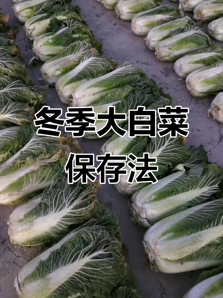 大白菜这样储存,不烂心也不坏瓣