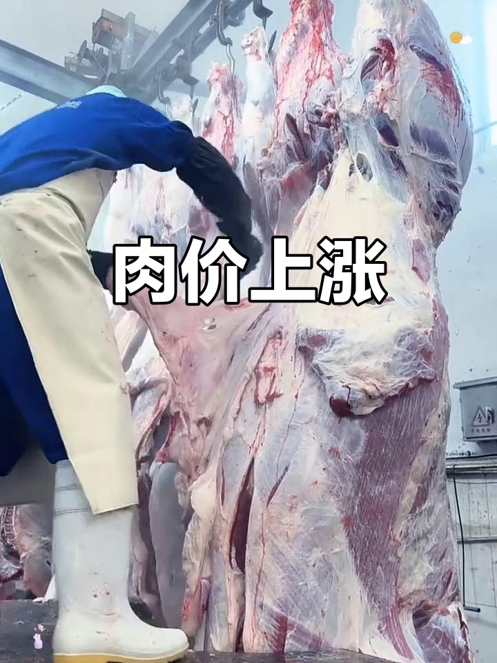1月牛肉价格涨两元，活牛回收升五毛屠宰场接货