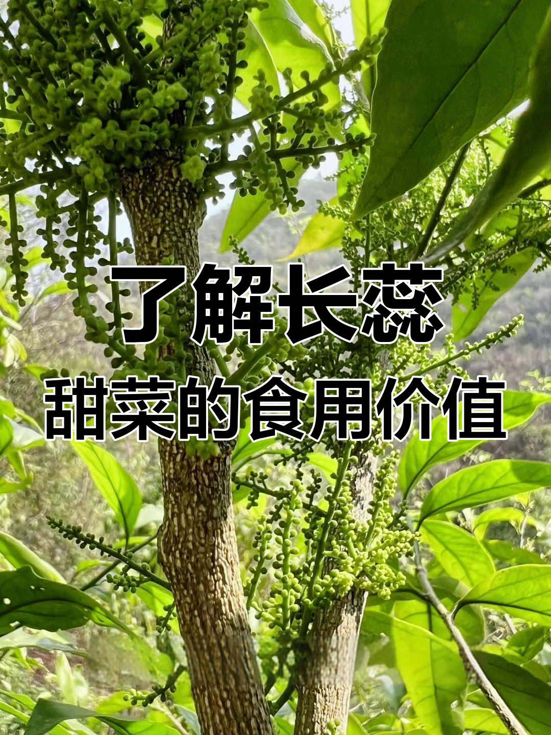长蕊甜菜:从树干到餐桌的美味转变