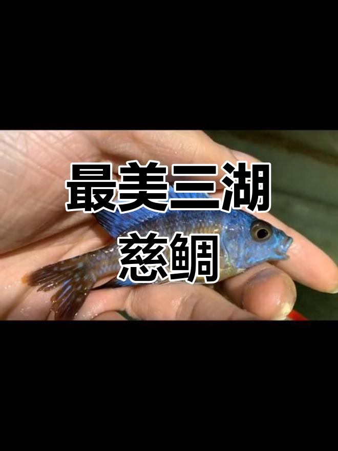 三湖慈雕之美,惊艳观赏鱼