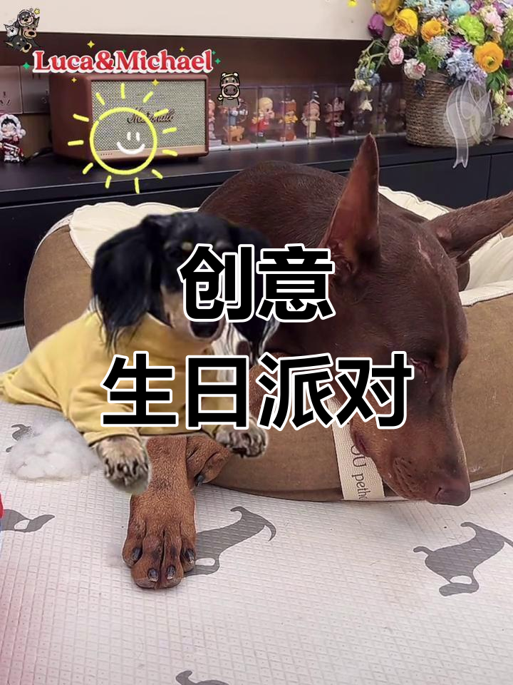 姐姐的生日计划:草坪、蛋糕和惊喜改造