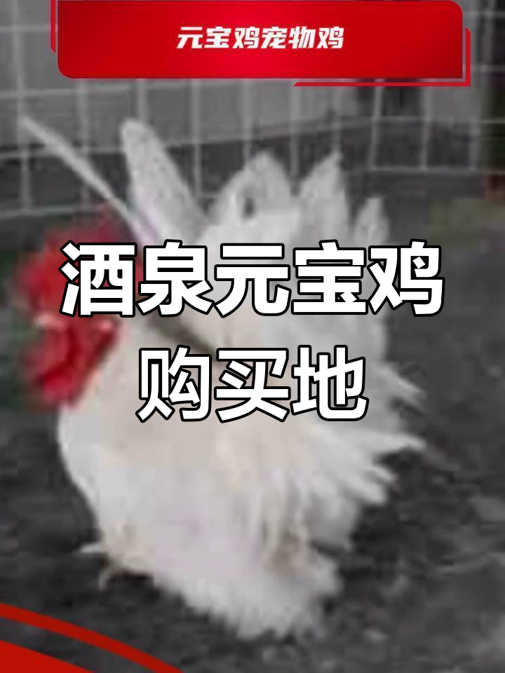 酒泉市哪里能买到元宝鸡?观赏价值高的品种解析
