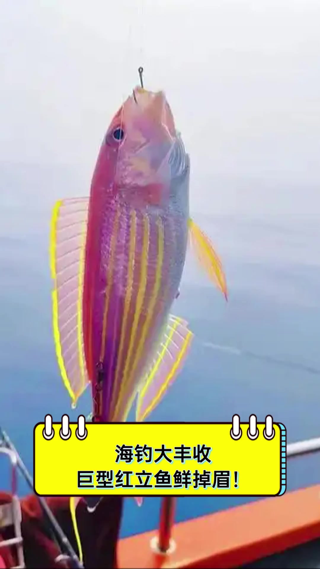 海钓大丰收,巨型红立鱼鲜掉眉!