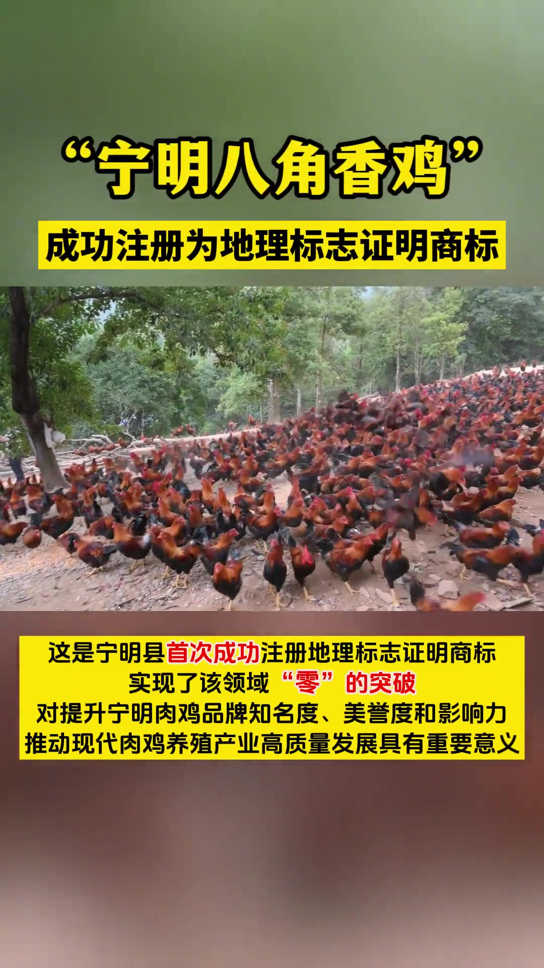 “宁明八角香鸡”成功注册为地理标志证明商标,实现该商标领域“零”的突破 商标 零突破 八角