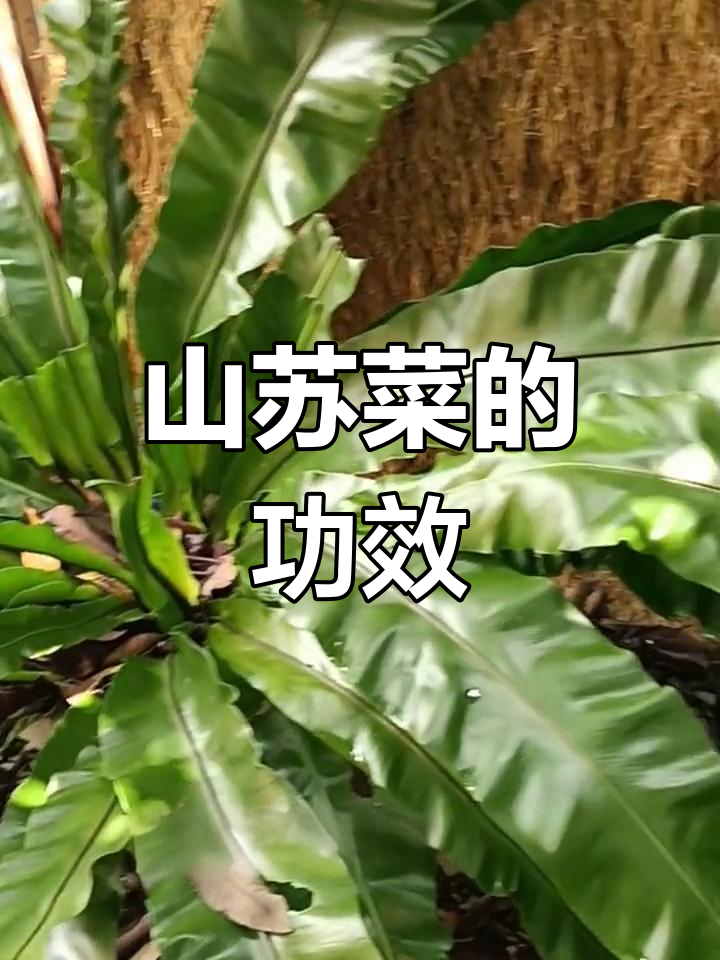 台湾山苏的营养与美味吃法
