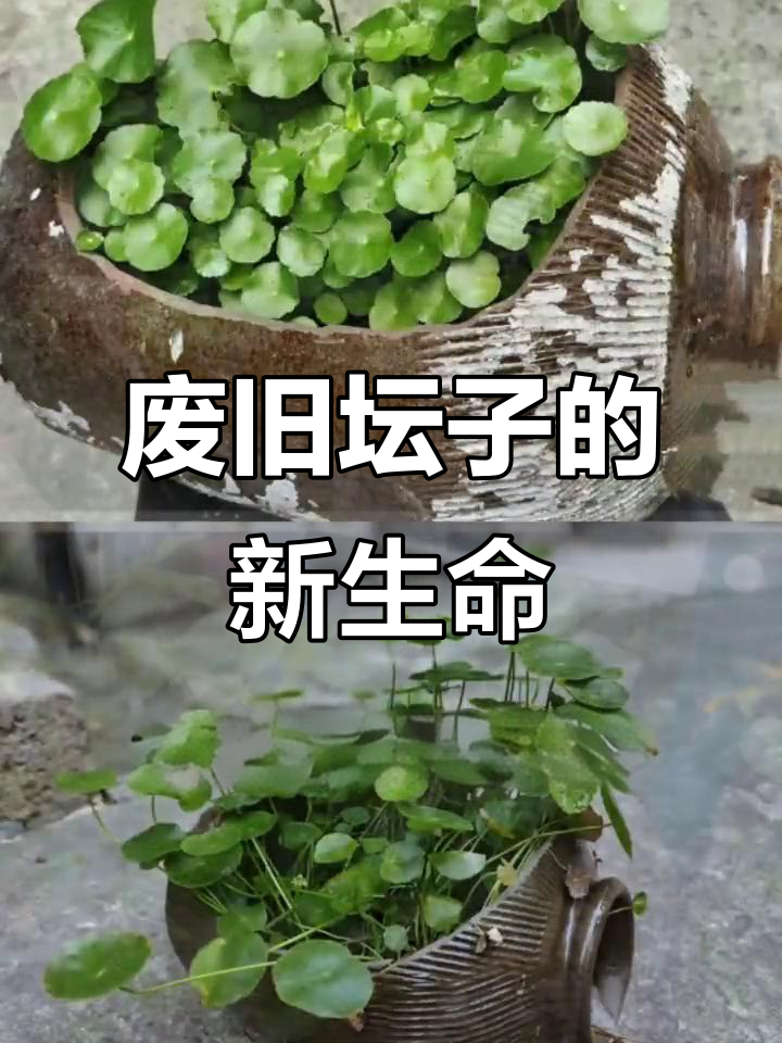 用废弃坛子做花盆,创意满满,让生活更有趣!