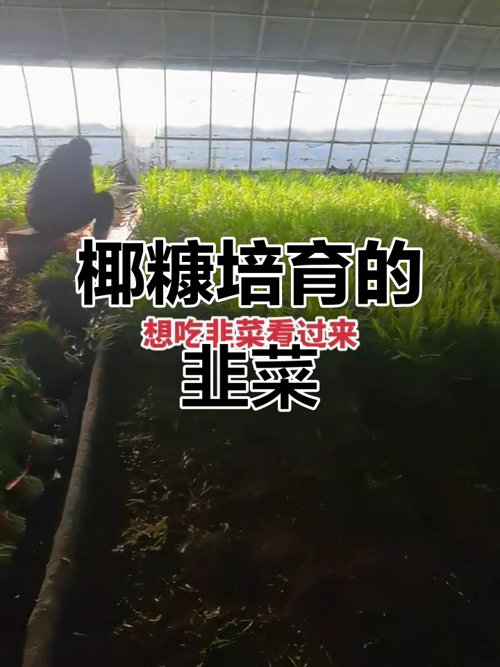 无土栽培韭菜,无药不辣心,七十三项农残检测全合格