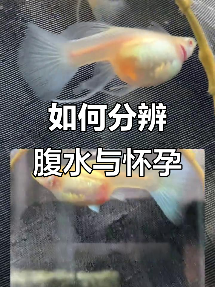 腹水和怀孕怎么区分？孔雀鱼对比视频来解答