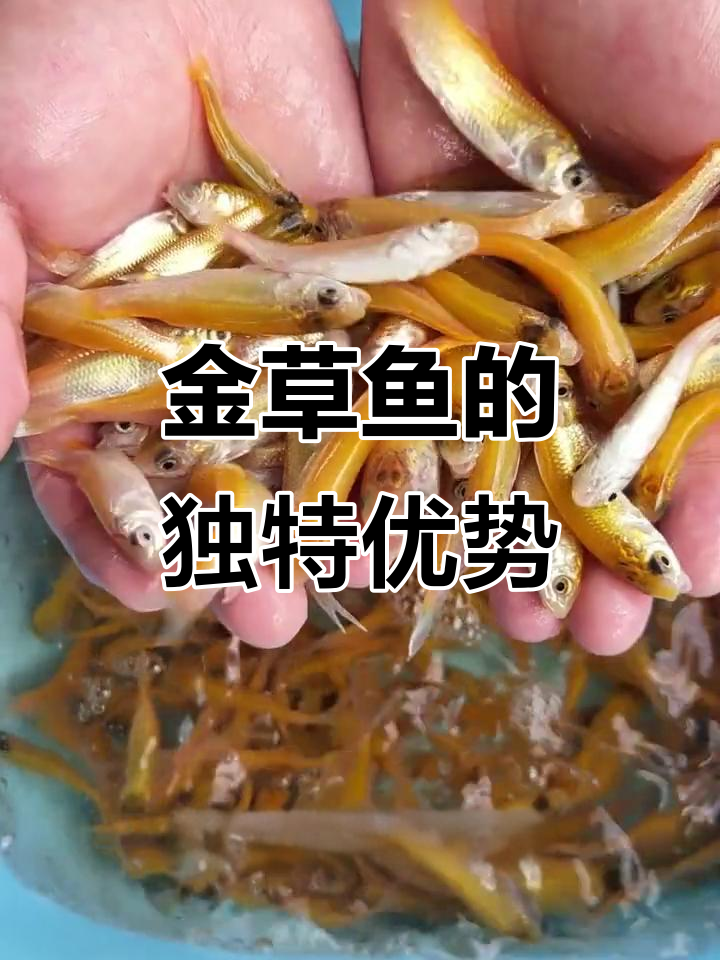 俄罗斯金草鱼,生长迅速,吃谷物更健康!